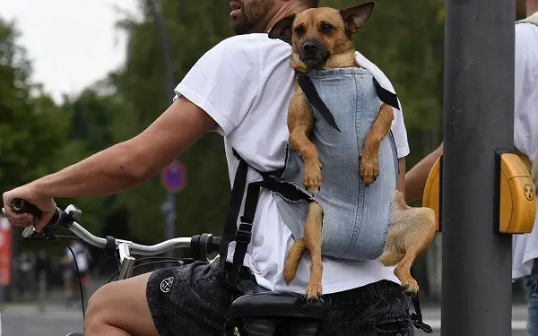uno zaino per il trasporto di un cane in bicicletta