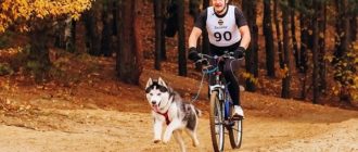 Come trasportare un cane in bicicletta: i metodi migliori