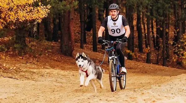 Come trasportare un cane in bicicletta: i metodi migliori